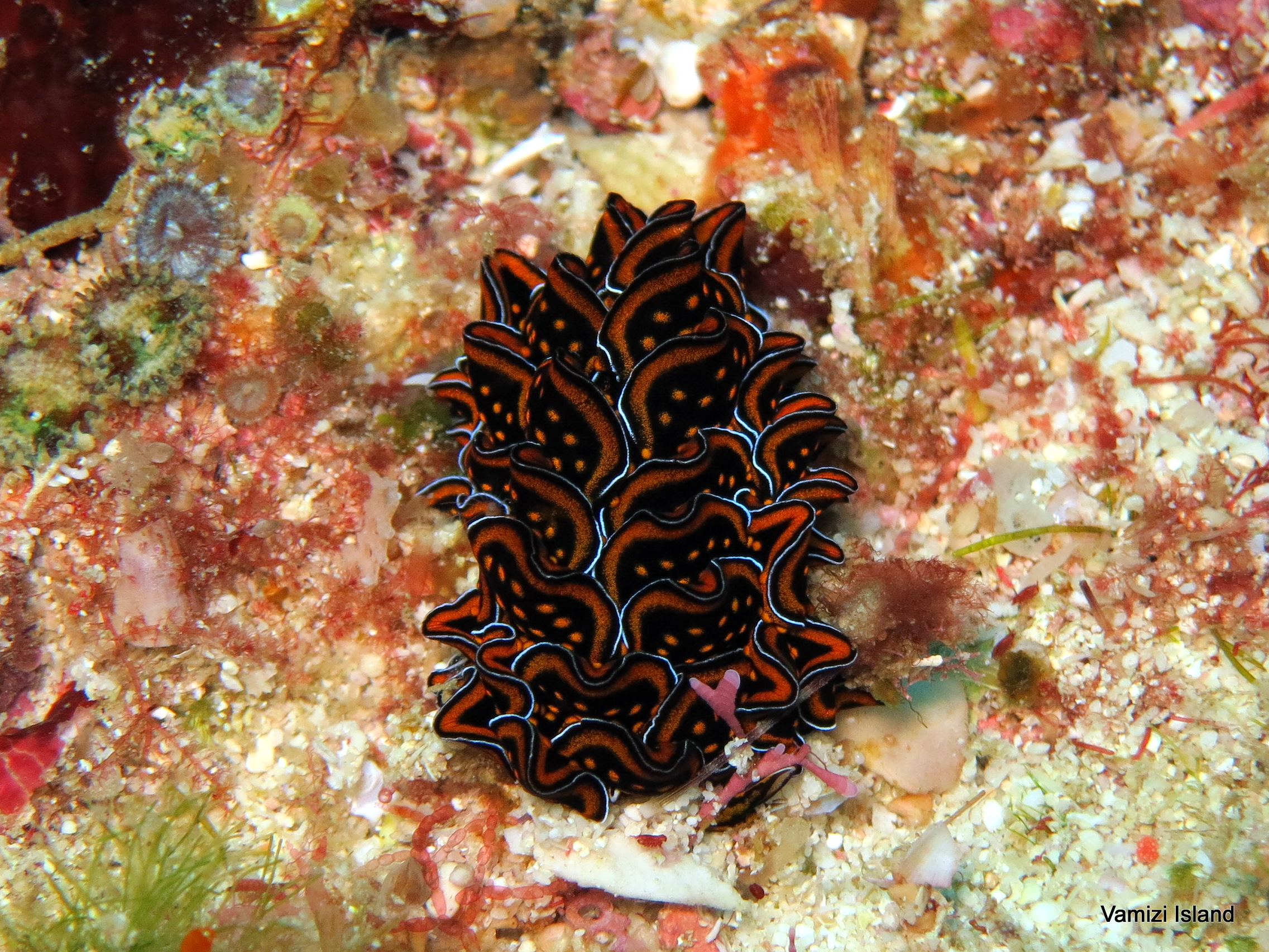 Vamizi_IndianOcean_sea slugs